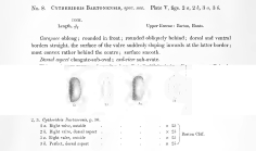 Cythere (Cytherideis) bartonensis Jones, 1857 from original description