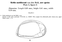 Krithe morkhoveni Bold, 1960 from original description