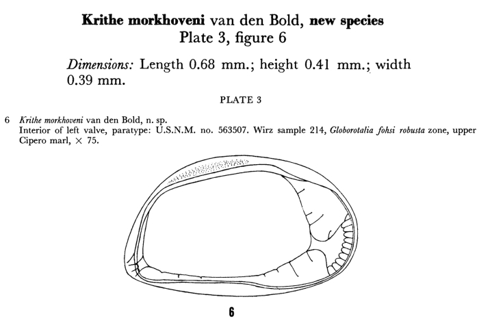Krithe morkhoveni Bold, 1960 from original description