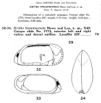Krithe hiwanneensis Howe & Lea in Howe & Law, 1936 from original description