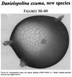 Danielopolina exuma Kornicker & Iliffe, 1998 from the original description