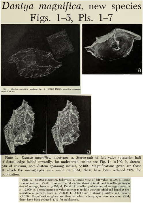 Dantya magnifica Kornicker &amp; Cohen, 1978 from the original description
