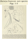 Deeveya bransoni Kornicker & Palmer, 1987 from the original description