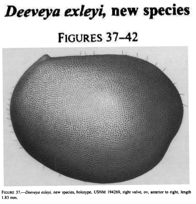 Deeveya exleyi Kornicker &amp; Iliffe, 1998 from the original description