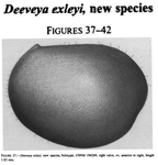 Deeveya exleyi Kornicker & Iliffe, 1998 from the original description