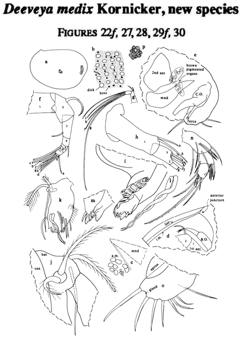 Deeveya medix Kornicker, Yager &amp; Williams, 1990 from the original description
