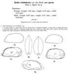 Krithe trinidadensis Bold, 1958 from original description
