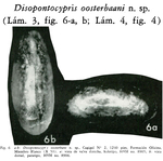 Caribbean Ostracoda
