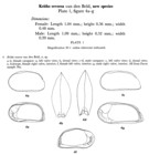 Krithe reversa Bold, 1958 from original description
