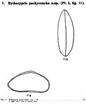 Caribbean Ostracoda
