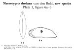 Macrocypris rhodana Bold, 1960 from the original description