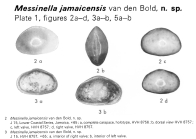 Messinella jamaicensis Bold, 1969 from the original description