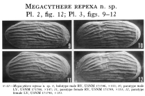 Megacythere repexa Garbett & Maddocks, 1979 from the original description