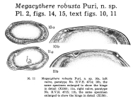 Megacythere robusta Puri, 1960 from the original description