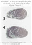 Munseyella bermudezi louisianensis Kontrovitz, 1976 from the original description
