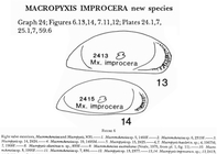 Macropyxis improcera Maddocks, 1990 from the original description