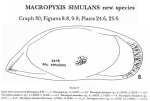 Macropyxis simulans Maddocks, 1990 from the original description