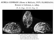 Aurila conradi floridana Benson & Coleman, 19630 from the original description
