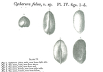 Caribbean Ostracoda