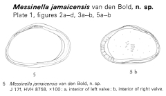 Messinella jamaicensis Bold, 1969 from the original description