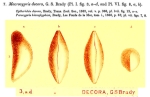 Macrocypris decora (Brady, 1866) from the original description