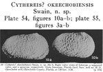 Caribbean Ostracoda