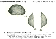 Gangamocytheridea plicata Bold, 1968 from the original description