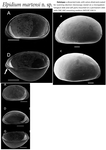 Elpidium martensi Danielopol, Pinto, Gross, Pereira & Riedl, 2014 from the original description