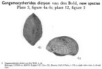 Caribbean Ostracoda