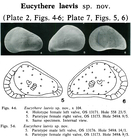 Eucythere laevis Coles & Whatley, 1989 from the original description
