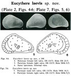Eucythere laevis Coles & Whatley, 1989 from the original description