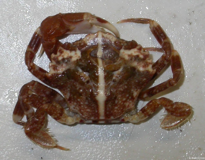 Liocarcinus pusillus (Leach, 1815) Liocarcinus pusillus (Leach, 1815)