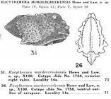 Eucytherura murdercreekensis Howe & Law, 1936 from the original description