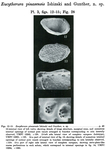 Eucytherura pinasensis Ishizaki & Gunther, 1974 from the original description