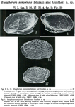 Eucytherura sanjoensis Ishizaki & Günther, 1974 from the original description