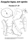 Eurypylus hapax Kornicker & Iliffe, 2000 from the original description