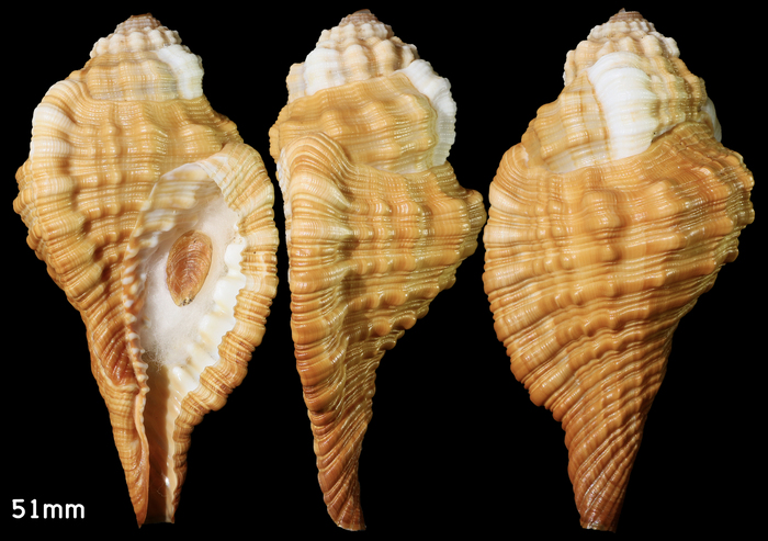 Monoplex trigonus (Gmelin, 1791) Monoplex trigonus (Gmelin, 1791)