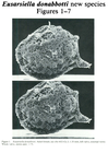 Eusarsiella donabbotti Cohen, 1989 from the original description