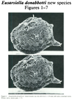 Eusarsiella donabbotti Cohen, 1989 from the original description