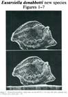 Eusarsiella donabbotti Cohen, 1989 from the original description