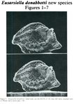 Eusarsiella donabbotti Cohen, 1989 from the original description