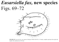 Eusarsiella fax Kornicker, Iliffe & Harrison-Nelson, 2007 from the original description