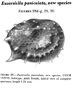 Eusarsiella paniculata Kornicker, 1986 from the original description