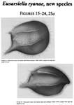 Eusarsiella ryanae Kornicker & Iliffe, 2000 from the original description