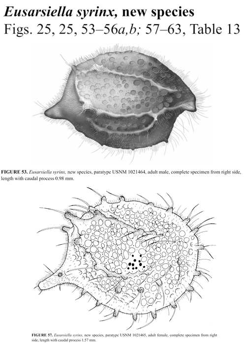Eusarsiella syrinx Kornicker, Iliffe &amp; Harrison-Nelson, 2007 from the original description
