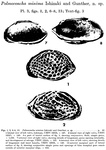 Caribbean Ostracoda