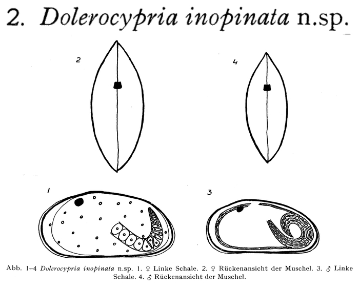 Dolerocypria inopinata Klie, 1939 from the original description