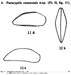 Paracypris communis Bold, 1946 from the original description