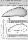 Paracypris franquesi Howe & Chambers, 1935 from the original description