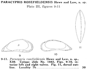 Paracypris rosefieldensis Howe & Law, 1936 from the original description